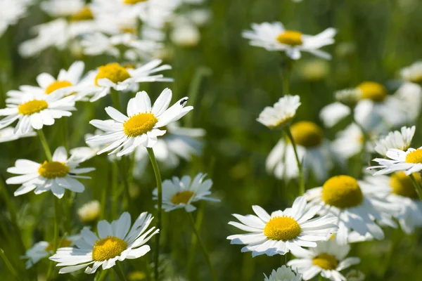 Primavera no grupo da camomila — Fotografia de Stock