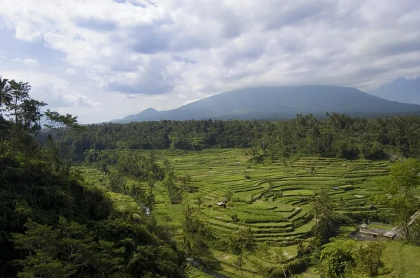 Rýžová terasa na Bali — Stock fotografie