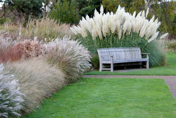 Banc de parc avec herbe Pampas — Photo