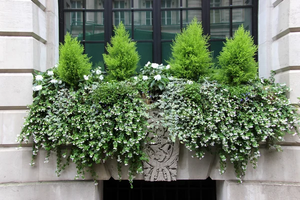 Window Box with small conifers — Stock Photo, Image