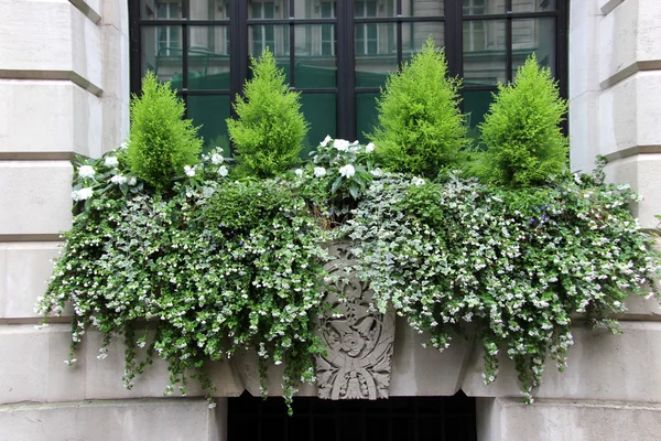 Ventana Caja con coníferas pequeñas — Foto de Stock