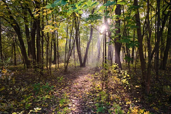 Morgenlandschaft Wald Die Sonnenstrahlen Bahnen Sich Ihren Weg Durch Den — Stockfoto