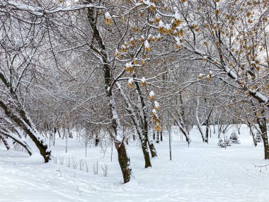 Parkın kış manzarası. Karda ağaçlar. Kolomenskoe, Moskova, Rusya