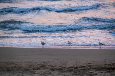 Martılar Anzio, İtalya 'da gün batımında kumlu sahilde yürürler.