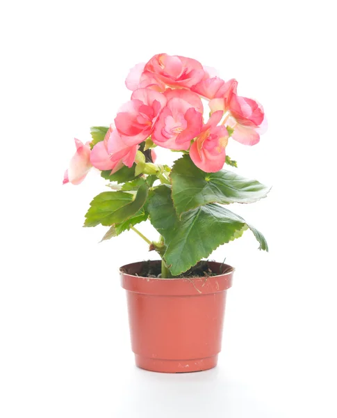 Belle bégonia en pot de fleurs — Photo