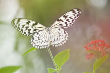 Açık havada açık kanatlı kelebek