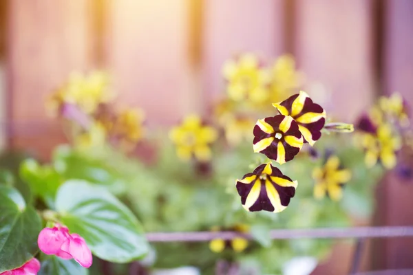 Morning glory on wooden fence background — Stock Photo, Image