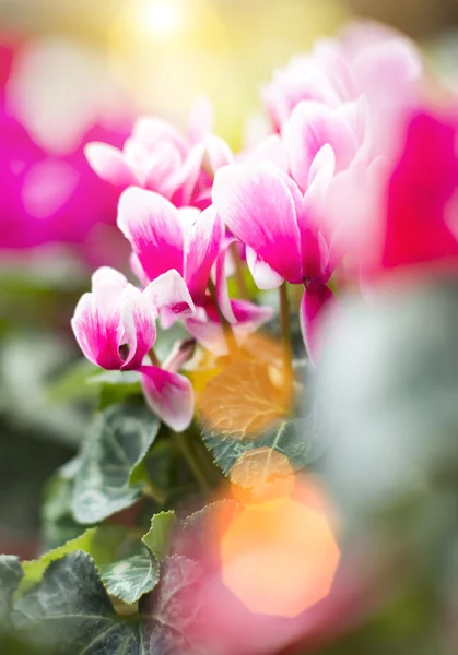 Pink Cyclamen Persicum with green leaves Stock Image