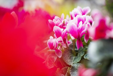 Pembe Siklamen Persicum yeşil yaprakları ile