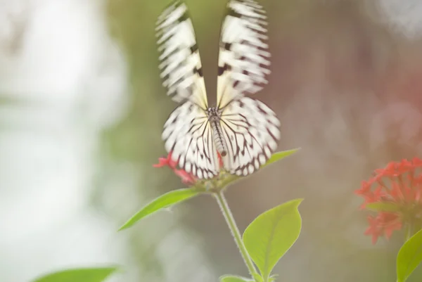 Papillon volant avec les ailes ouvertes à l'extérieur — Photo