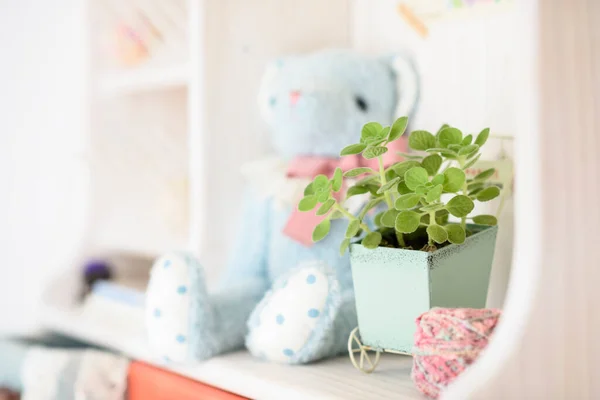 Cute Indoor Plant Małym Dekoracyjnym Koszyku Obok Lalki Półce — Zdjęcie stockowe