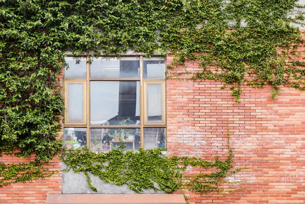 Здание Окном Кирпичной Стеной Покрытое Зелеными Растениями — стоковое фото