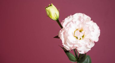 Kırmızı arkaplanda çiçek açan Eustoma çiçekleri