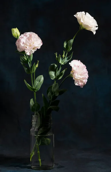 Bloeiende Eustoma Bloemen Tegen Donkere Achtergrond — Stockfoto