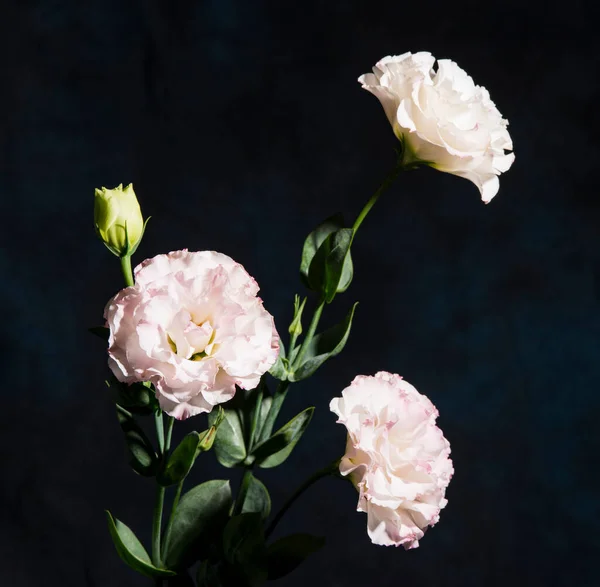 Fleurs Eustoma Fleurs Sur Fond Sombre — Photo