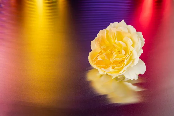 一朵黄色的玫瑰 色彩艳丽的背景 工作室设计 — 图库照片