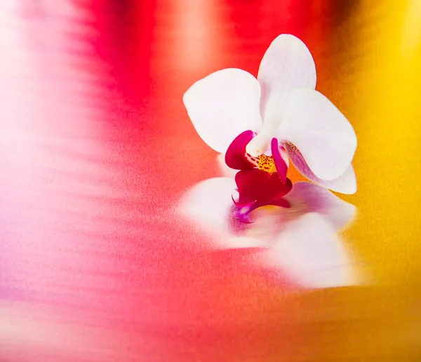 カラフルな光沢のある背景に蘭の花 スタジオデザイン — ストック写真