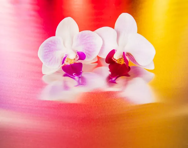 Flor Orquídea Sobre Fondo Brillante Colorido Diseño Del Estudio — Foto de Stock