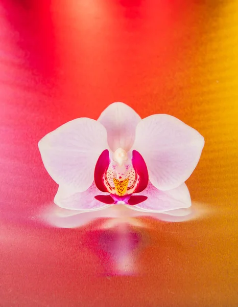 Flor Orquídea Sobre Fondo Brillante Colorido Diseño Del Estudio — Foto de Stock