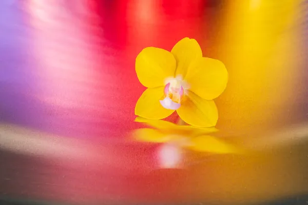 カラフルな光沢のある背景に蘭の花 スタジオデザイン — ストック写真