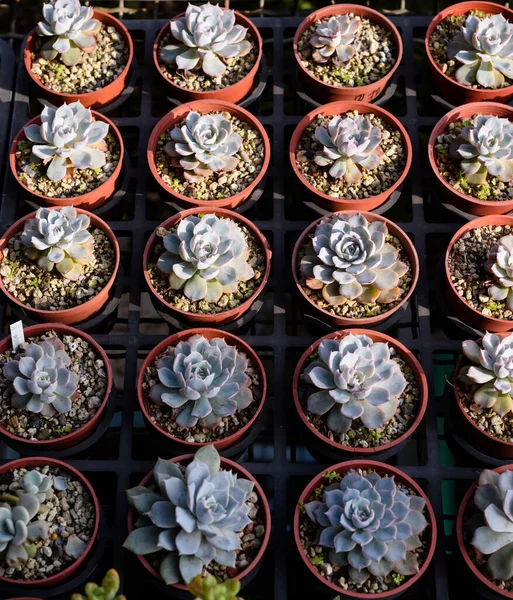 Belles Plantes Vertes Dans Petits Pots Avec Soleil Photos De Stock Libres De Droits