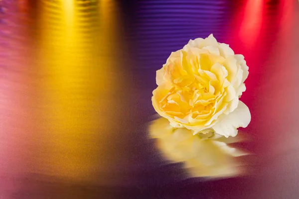 One Yellow Rose Colorful Shiny Background Studio Design Stock Photo