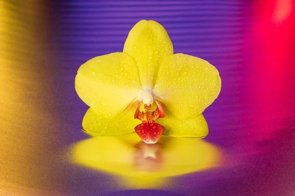 Orchideenblume Auf Buntem Glänzenden Hintergrund Studiodesign Stockfoto