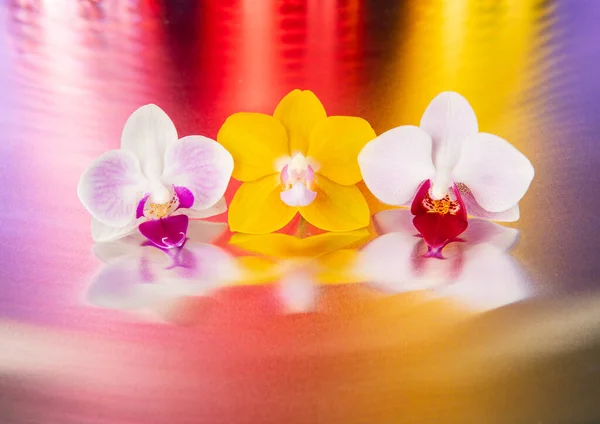 Orchid Flower Colorful Shiny Background Studio Design Stock Image