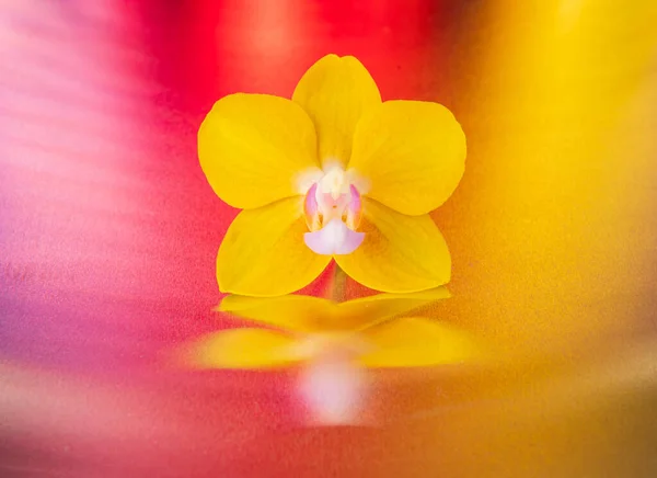 カラフルな光沢のある背景に蘭の花 スタジオデザイン ロイヤリティフリーのストック画像