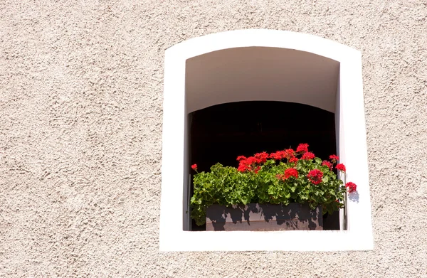 Geranium v okně — Stock fotografie