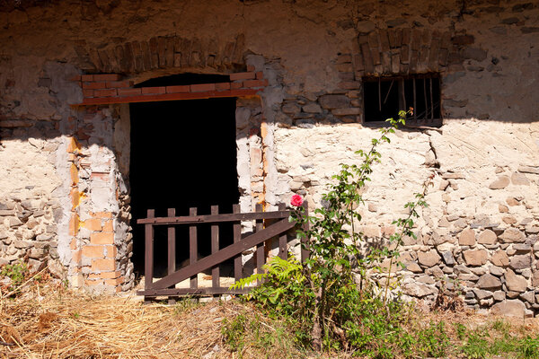 Old farmhouse with rose