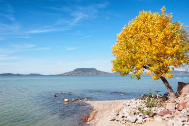 sonbahar ağacı at lake balaton, Macaristan