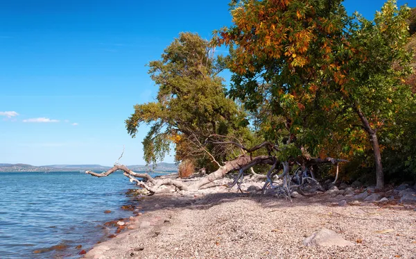 Krajina u jezera balaton v podzim, Maďarsko — Stock fotografie