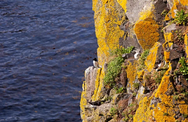 Uccelli sulla scogliera dell'Oceano Atlantico, Irlanda — Foto Stock