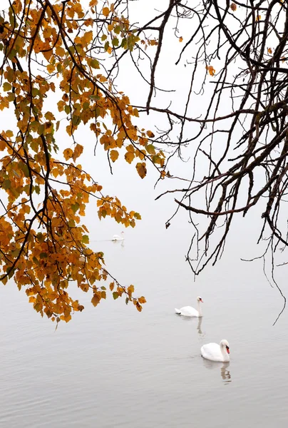 Autumn day at Lake Balaton,Hungary — Stock Photo, Image