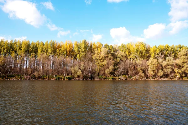 Jesień las nad rzeką — Zdjęcie stockowe