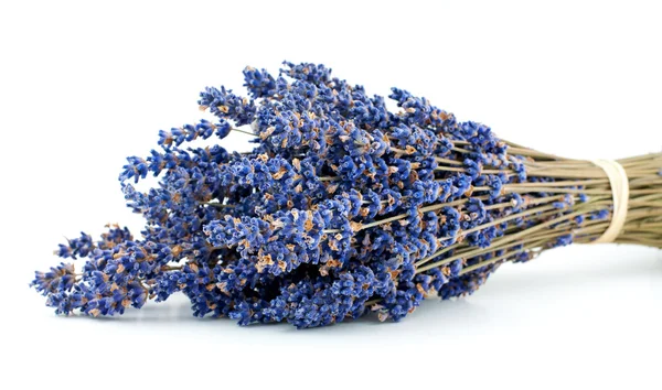 Bouquet di lavanda isolato su sfondo bianco — Foto Stock