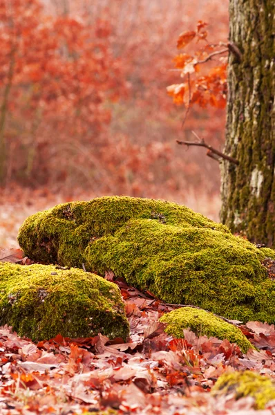 Escena del bosque en otoño — Foto de Stock