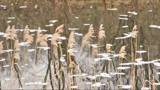 Förorenade floden — Stockvideo