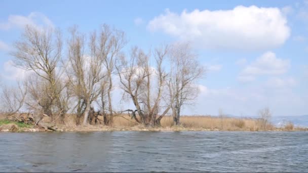 Flora and fauna at Lake Balaton,Hungary — Stock Video