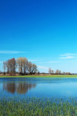su dolu çayır at lake balaton, Macaristan