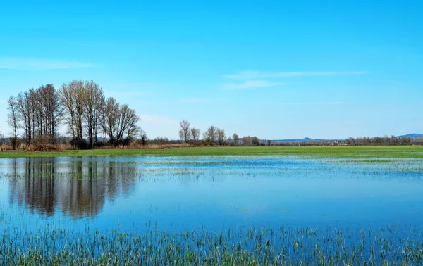 Затопленный луг на озере Балатон весной, Венгрия — стоковое фото