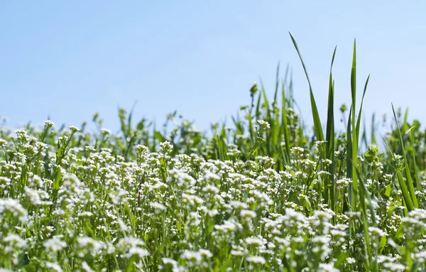 Pré fleuri au printemps — Photo