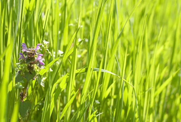 Ortica (Lamium) nell'erba — Foto Stock