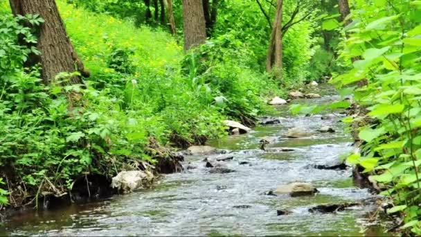 Petit ruisseau dans la forêt — Video