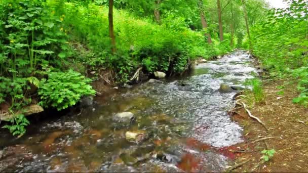 Stream in the green forest — Stock Video