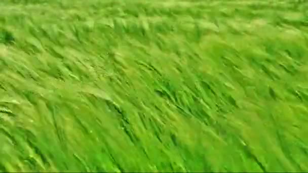 風で穀物のフィールド — ストック動画