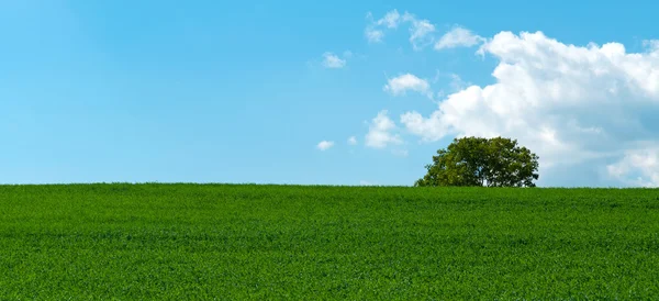 Groene weide in de lentetijd — Stockfoto