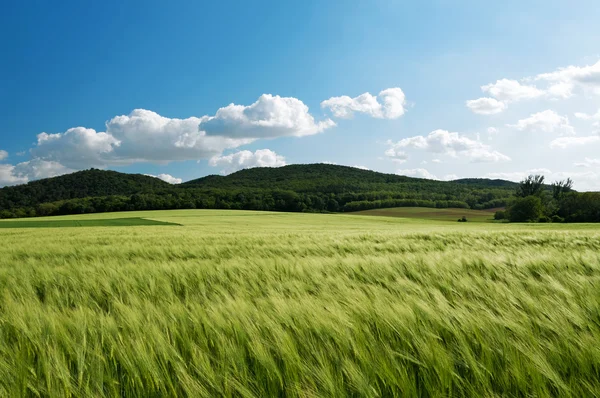 Granen veld in stormachtige wind — Stockfoto