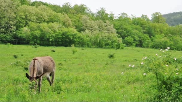 Donkey grazing on the green meadow — Stock Video